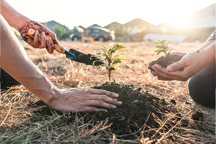 the final stage of planting a tree - a woman's and a man's hand caring for a young sapling